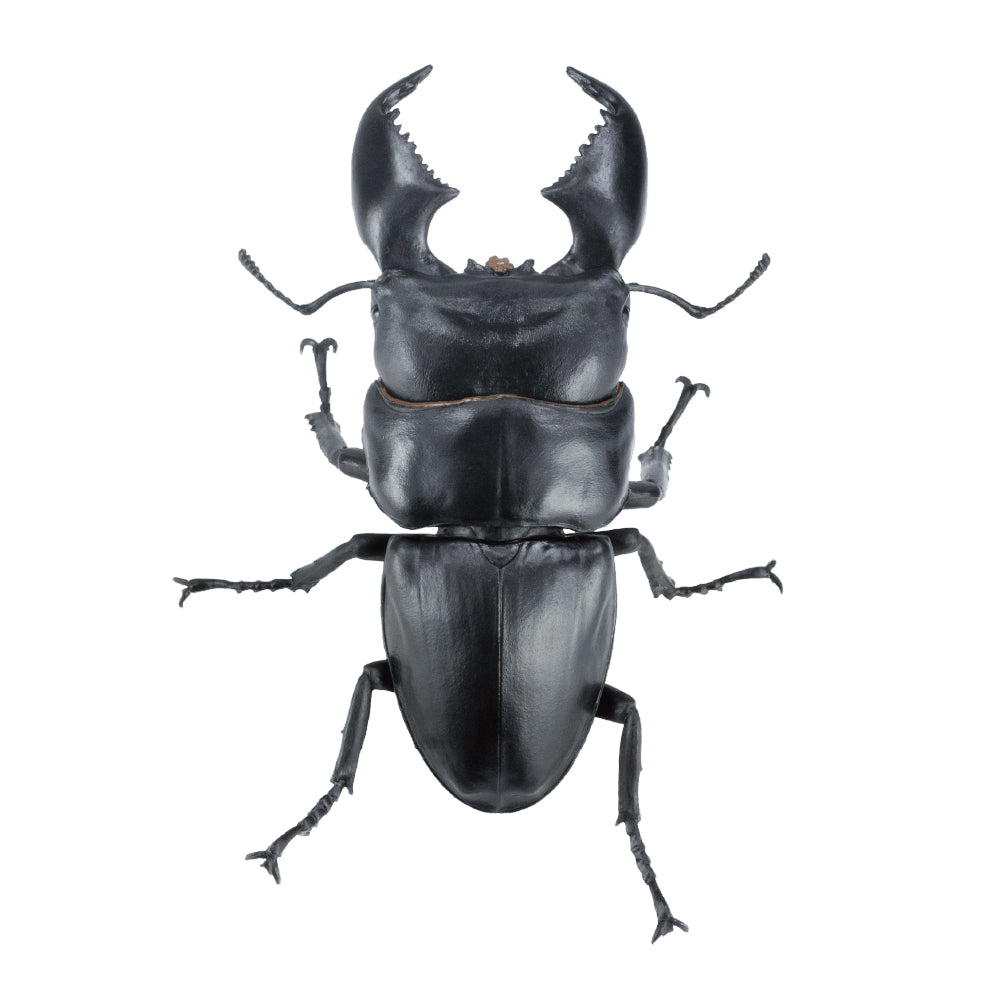 【予約受付終了】アニマリエコレクション 1/1オオヒラタクワガタ(再販)【1BOX/4個入】《予約:2025年6月下旬発送予定》