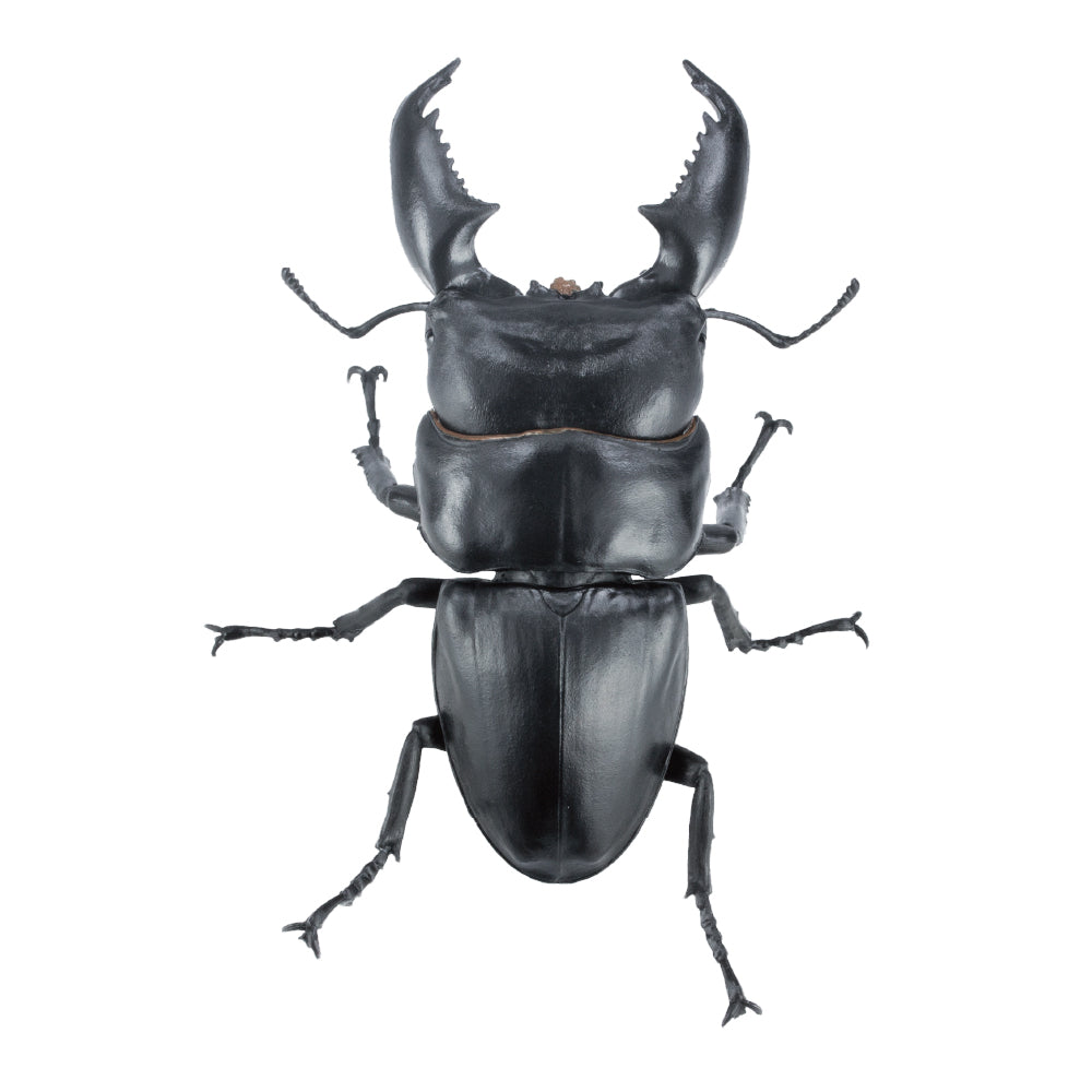 【予約受付終了】アニマリエコレクション 1/1オオヒラタクワガタ(再販)【1BOX/4個入】《予約:2025年6月下旬発送予定》