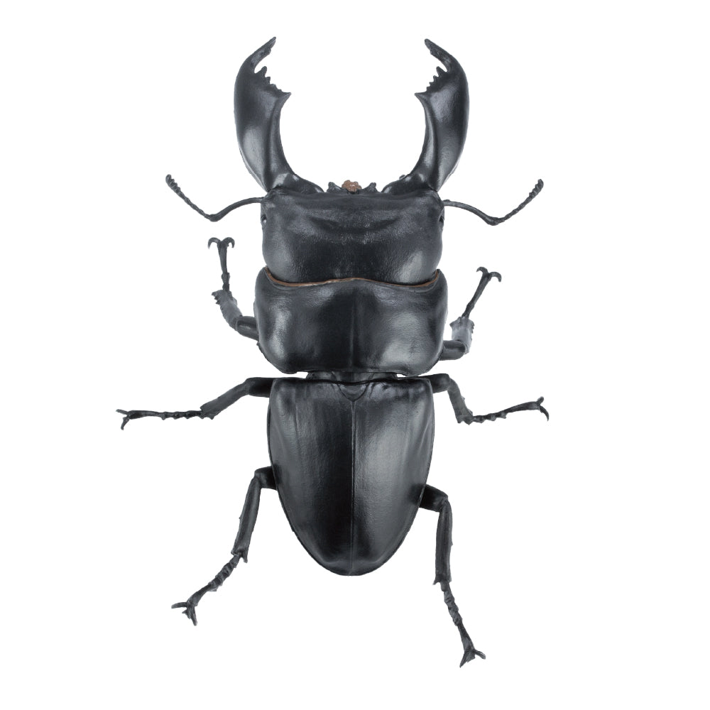 【予約受付終了】アニマリエコレクション 1/1オオヒラタクワガタ(再販)【1BOX/4個入】《予約:2025年6月下旬発送予定》