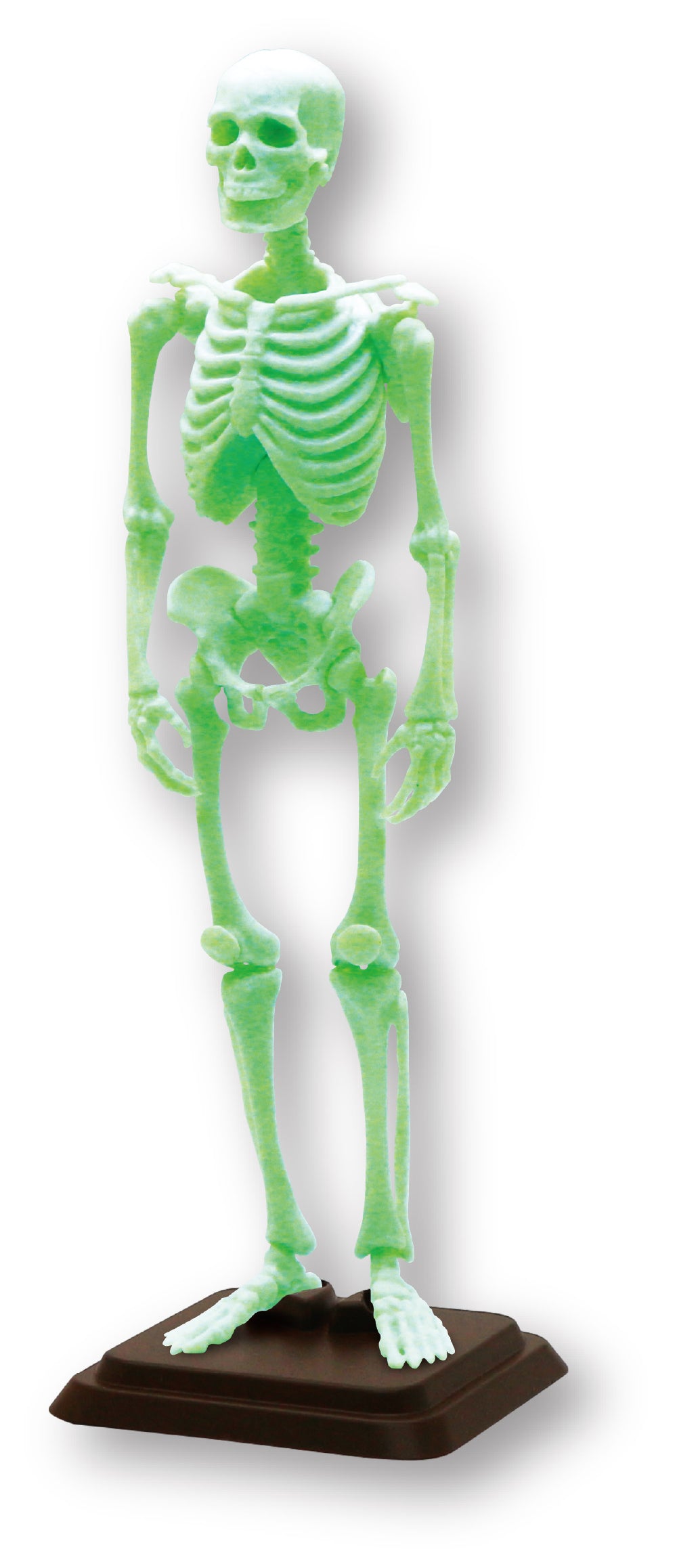 【予約受付終了】博物モデリング倶楽部・壱 1/12ヒト骨格Ⅱ【1BOX/4個入】《予約:2025年8月下旬発送予定》