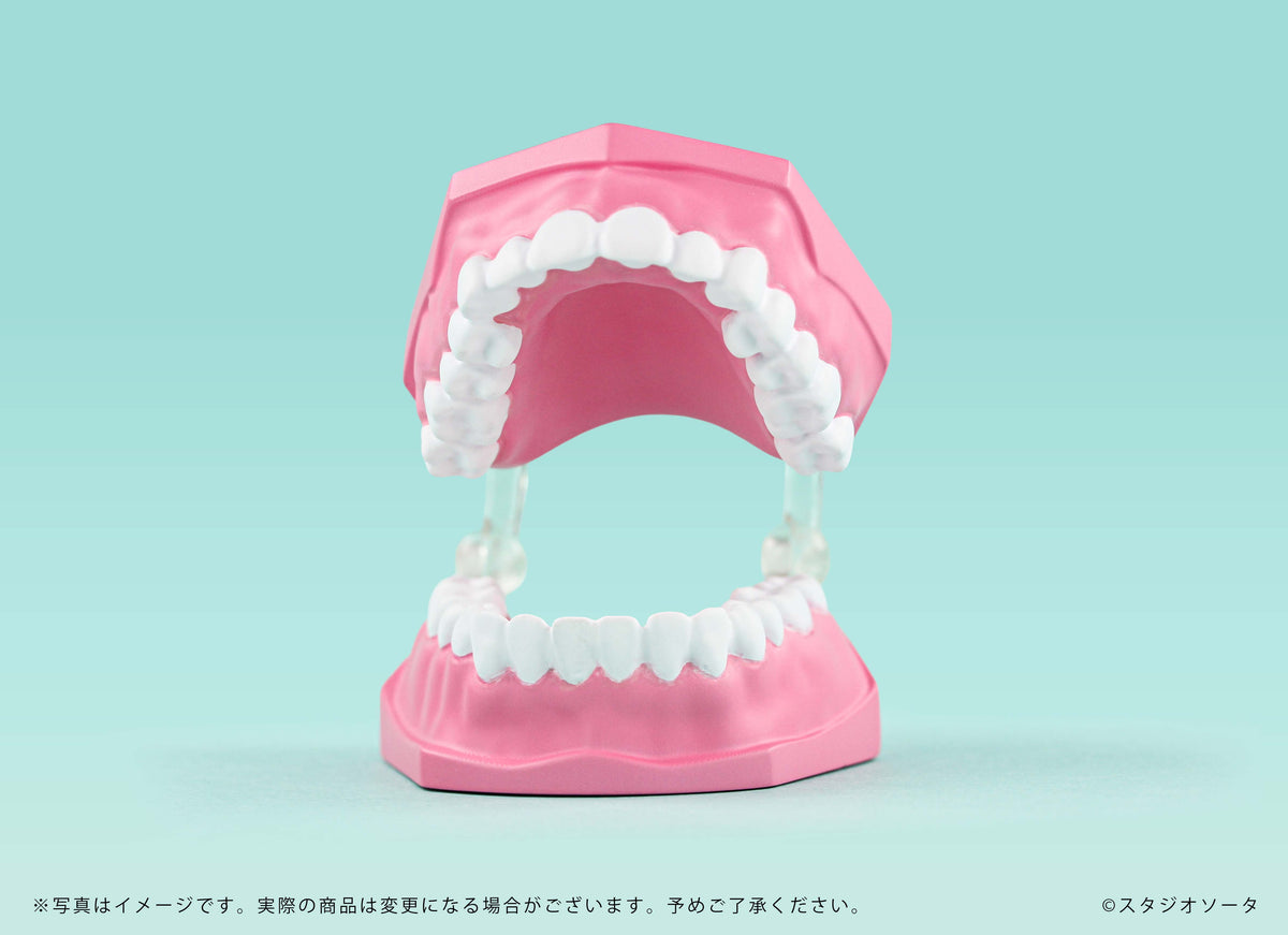 【予約受付終了】ミニチュア歯の模型【1BOX/4個入】《予約:2026年12月下旬発送予定》