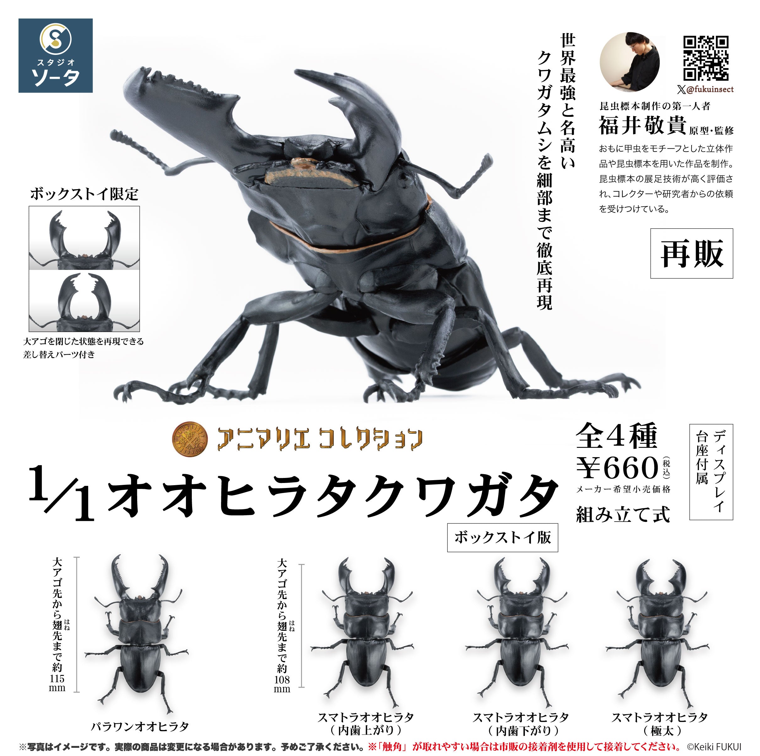 【予約受付終了】アニマリエコレクション 1/1オオヒラタクワガタ(再販)【1BOX/4個入】《予約:2025年6月下旬発送予定》