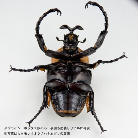 【予約受付終了】【4個入りパック】1/1 ゴライアスオオツノハナムグリ《予約:2022年12月下旬発送予定》