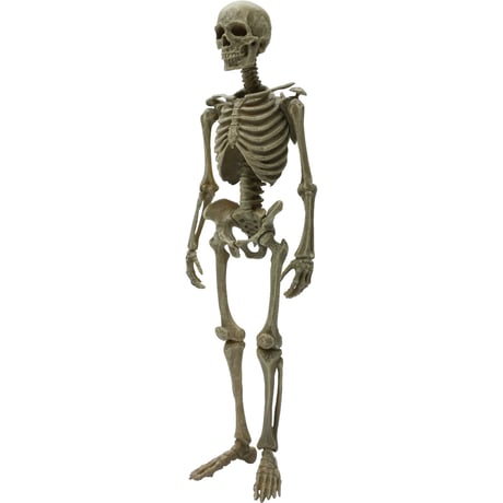 【予約受付終了】【4個入りパック】【再販】博物モデリング俱楽部・壱 1/12ヒト骨格《予約:2023年1月下旬発売予定》