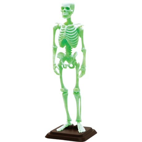 【予約受付終了】博物モデリング俱楽部・壱 1/12ヒト骨格 (再販) 【1BOX/4個入】《予約:2024年3月下旬発売予定》