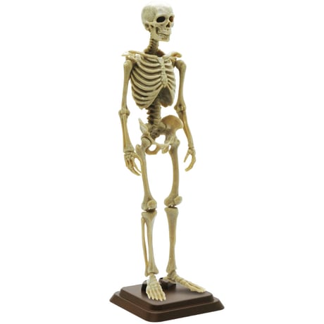 【予約受付終了】博物モデリング俱楽部・壱 1/12ヒト骨格 (再販) 【1BOX/4個入】《予約:2024年3月下旬発売予定》