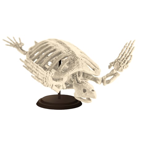 【予約受付終了】【4個入りパック】博物モデリング倶楽部・弐 1/35 アーケロン骨格《予約:2022年10月下旬発送予定》