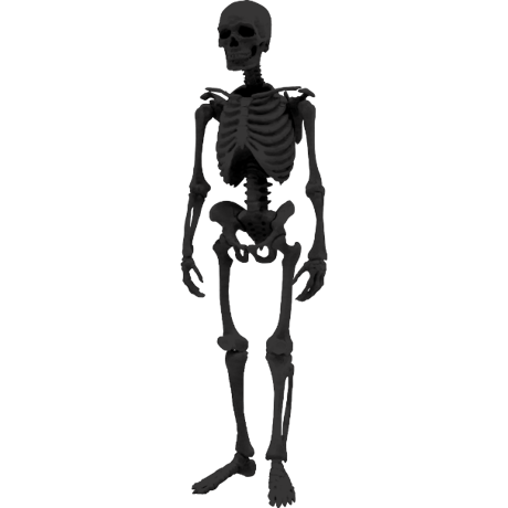 【予約受付終了】【4個入りパック】【再販】博物モデリング俱楽部・壱 1/12ヒト骨格《予約:2023年1月下旬発売予定》