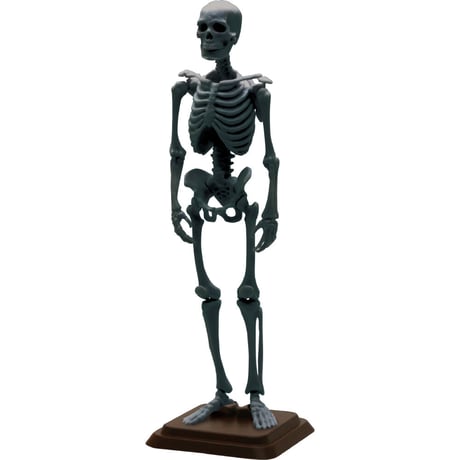 【予約受付終了】博物モデリング俱楽部・壱 1/12ヒト骨格 (再販) 【1BOX/4個入】《予約:2024年3月下旬発売予定》