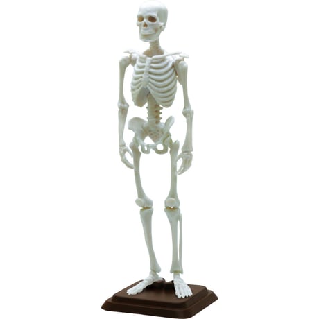 【予約受付終了】博物モデリング俱楽部・壱 1/12ヒト骨格 (再販) 【1BOX/4個入】《予約:2024年3月下旬発売予定》