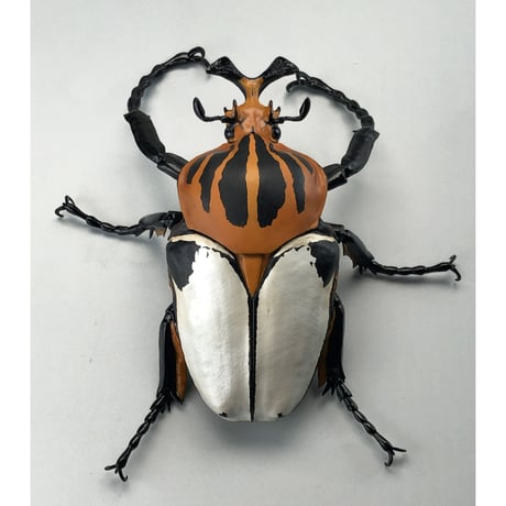 【予約受付終了】【4個入りパック】1/1 ゴライアスオオツノハナムグリ《予約:2022年12月下旬発送予定》