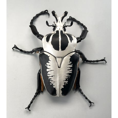 【予約受付終了】【4個入りパック】1/1 ゴライアスオオツノハナムグリ《予約:2022年12月下旬発送予定》