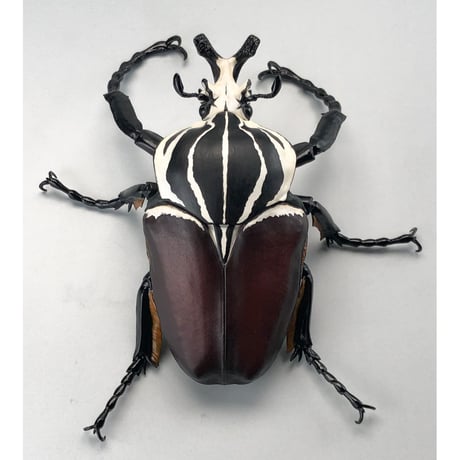 【予約受付終了】【4個入りパック】1/1 ゴライアスオオツノハナムグリ《予約:2022年12月下旬発送予定》