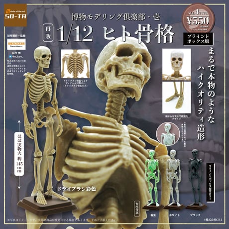 【予約受付終了】【4個入りパック】【再販】博物モデリング俱楽部・壱 1/12ヒト骨格《予約:2023年1月下旬発売予定》