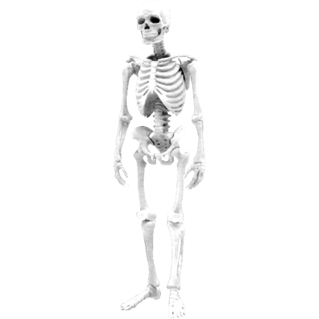 【予約受付終了】【4個入りパック】【再販】博物モデリング俱楽部・壱 1/12ヒト骨格《予約:2023年1月下旬発売予定》