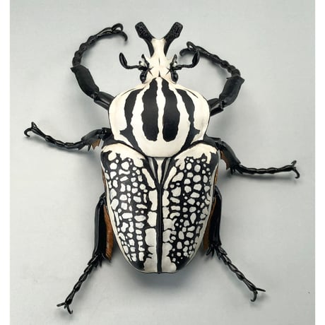 【予約受付終了】【4個入りパック】1/1 ゴライアスオオツノハナムグリ《予約:2022年12月下旬発送予定》