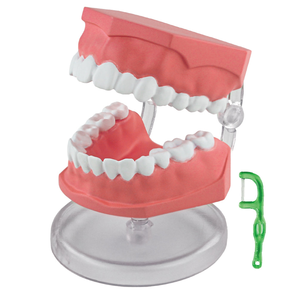 [Pre-order now available] Miniature Dental Model [1 box/4 pieces] [Scheduled to be shipped in late Dec 2026]