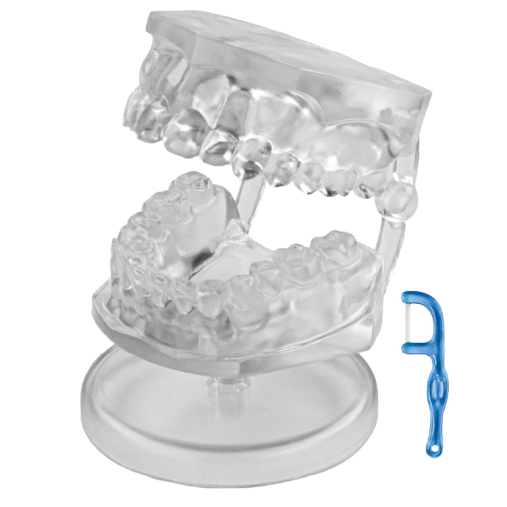 [Pre-order now available] Miniature Dental Model [1 box/4 pieces] [Scheduled to be shipped in late Dec 2026]