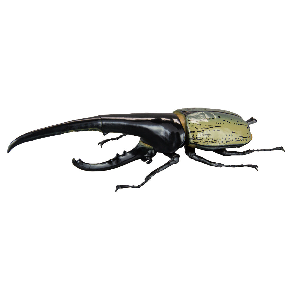 予約受付終了】1/1ヘラクレスオオカブト【1BOX／4個入】《予約：2026年5