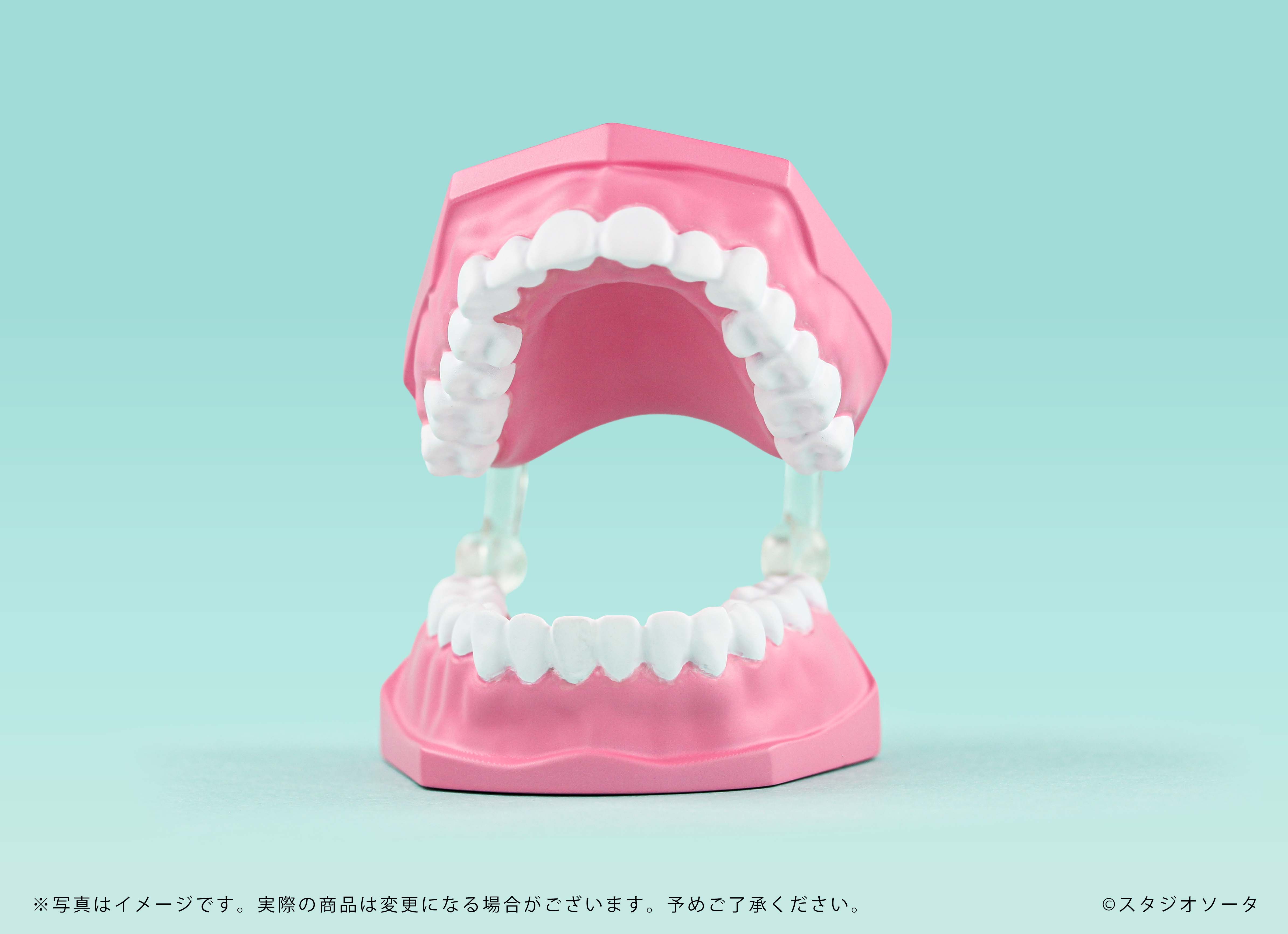 予約受付終了】ミニチュア歯の模型【1BOX／4個入】《予約：2026年12