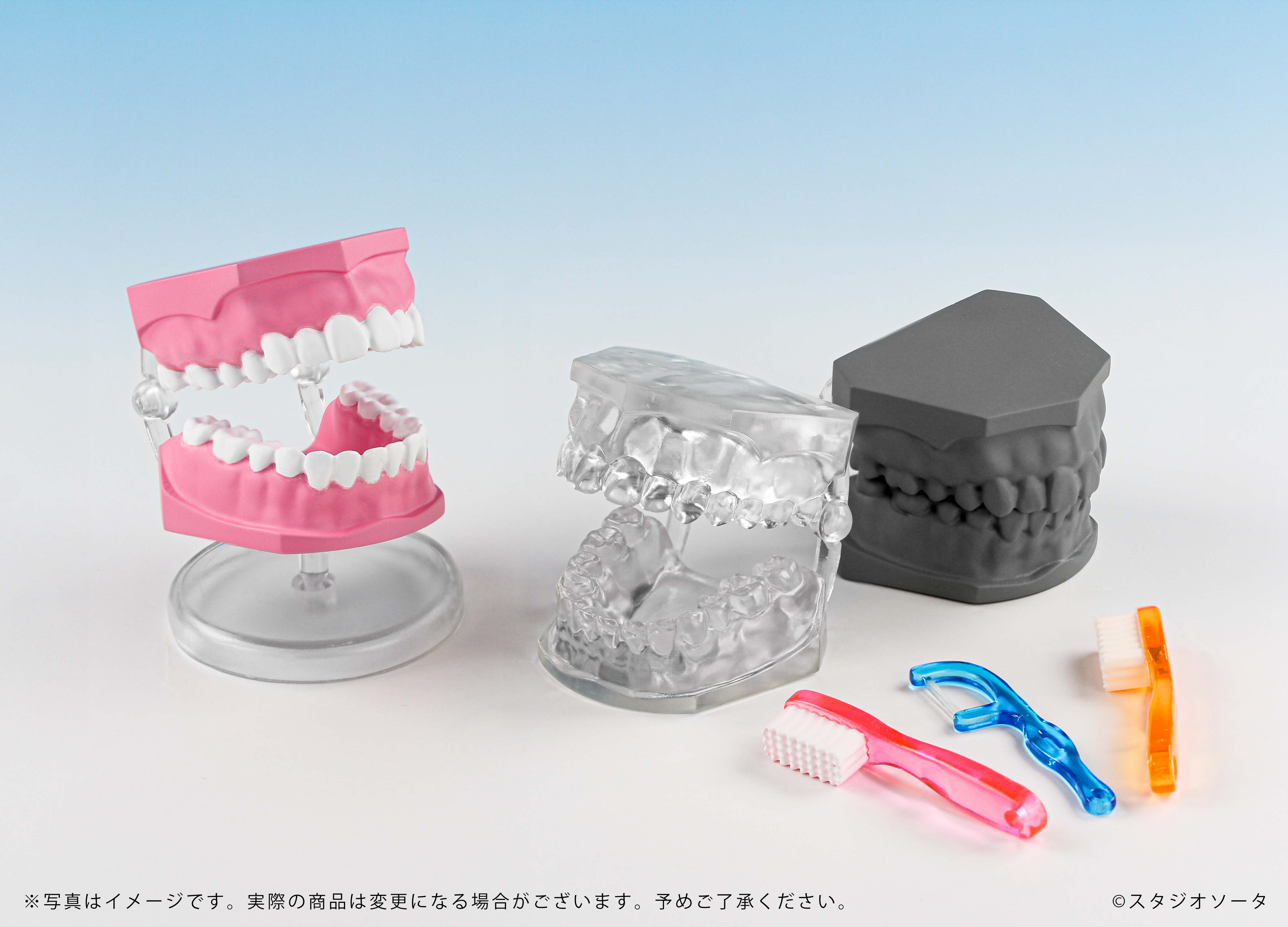 予約受付中】ミニチュア歯の模型【1BOX／4個入】《予約：2026年12