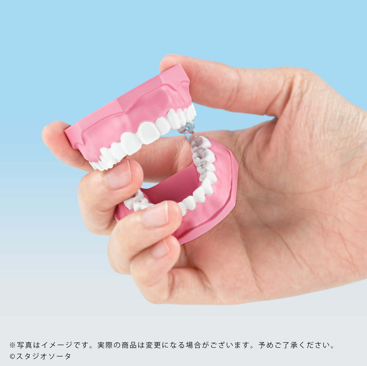 [Pre-order now available] Miniature Dental Model [1 box/4 pieces] [Scheduled to be shipped in late Dec 2026]