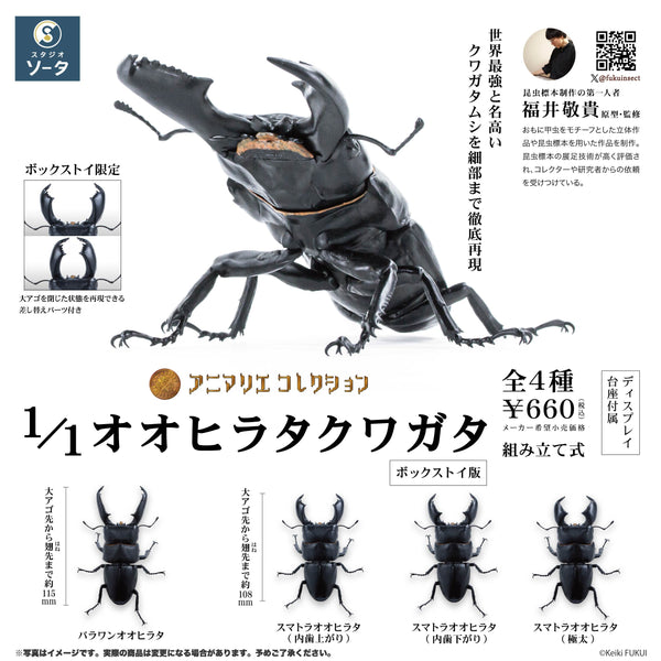 【美品】020パラワンオオヒラタクワガタ 2003夏 020Nパラワンオオヒラタクワガタ 2003 SUMMER 美品 【公式通販】