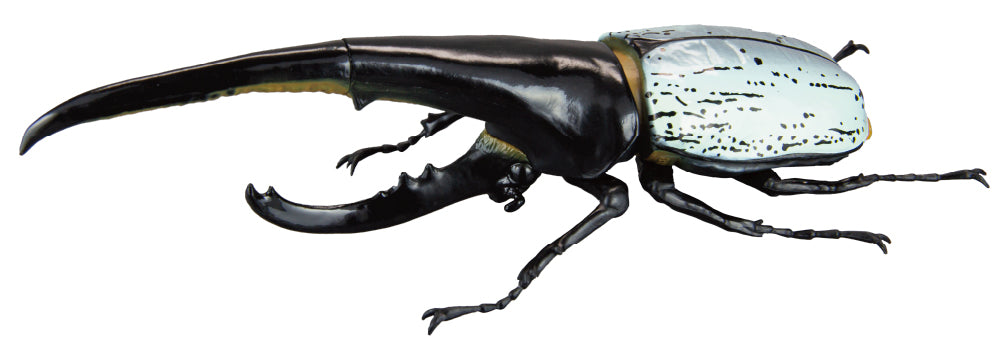 予約受付終了】1/1 ヘラクレスオオカブト(再販)【1BOX／4個入り